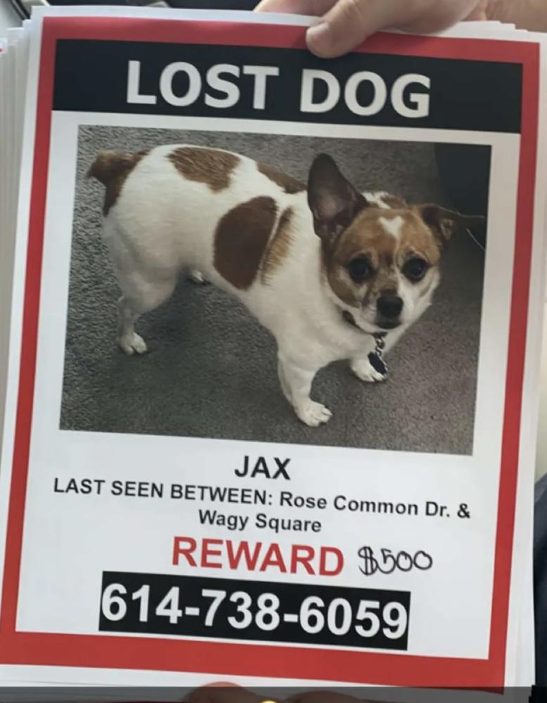 Image of Jax, Lost Dog