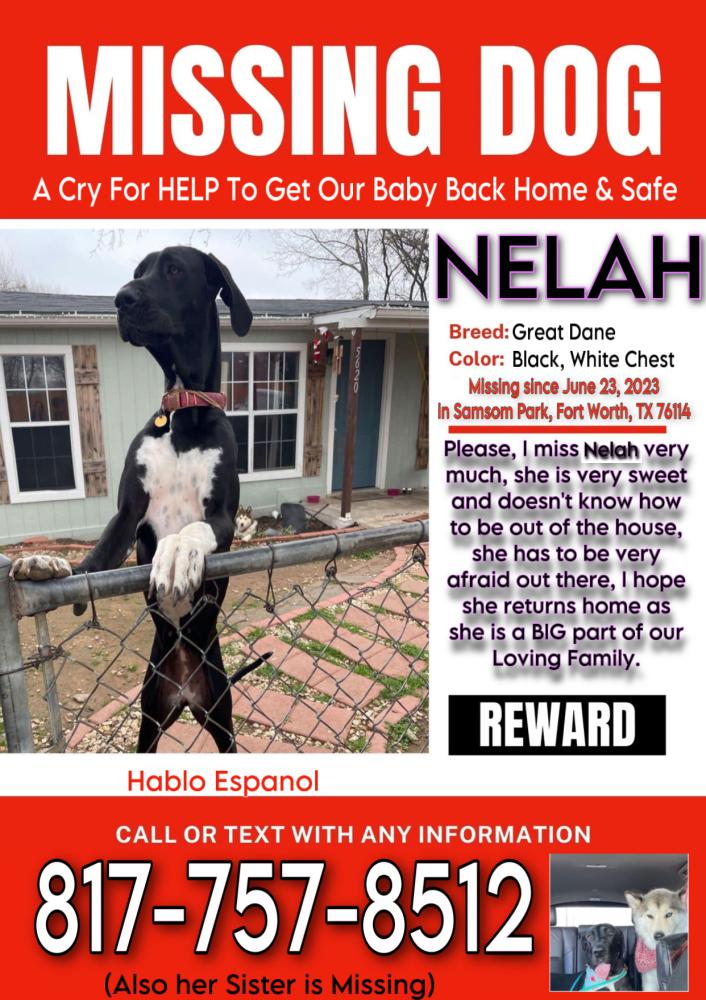 Image of Nelah, Lost Dog