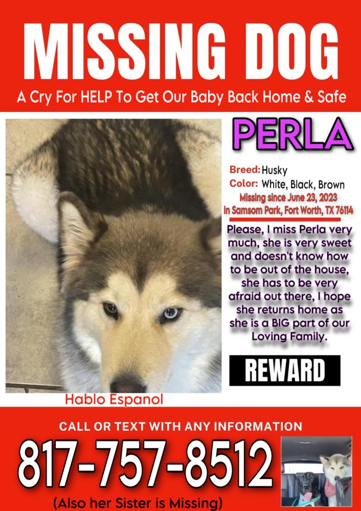 Image of Perla, Lost Dog