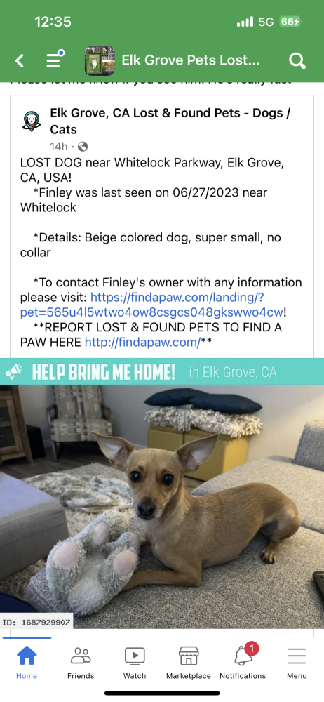 Image of Mr. Finley, Lost Dog