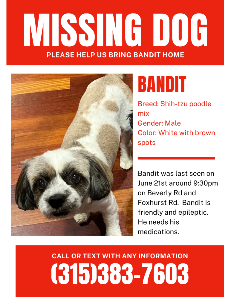 Image of Bandit, Lost Dog