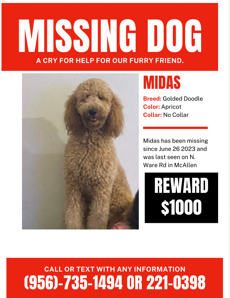 Image of Midas, Lost Dog