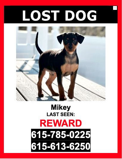Image of Mikey, Lost Dog