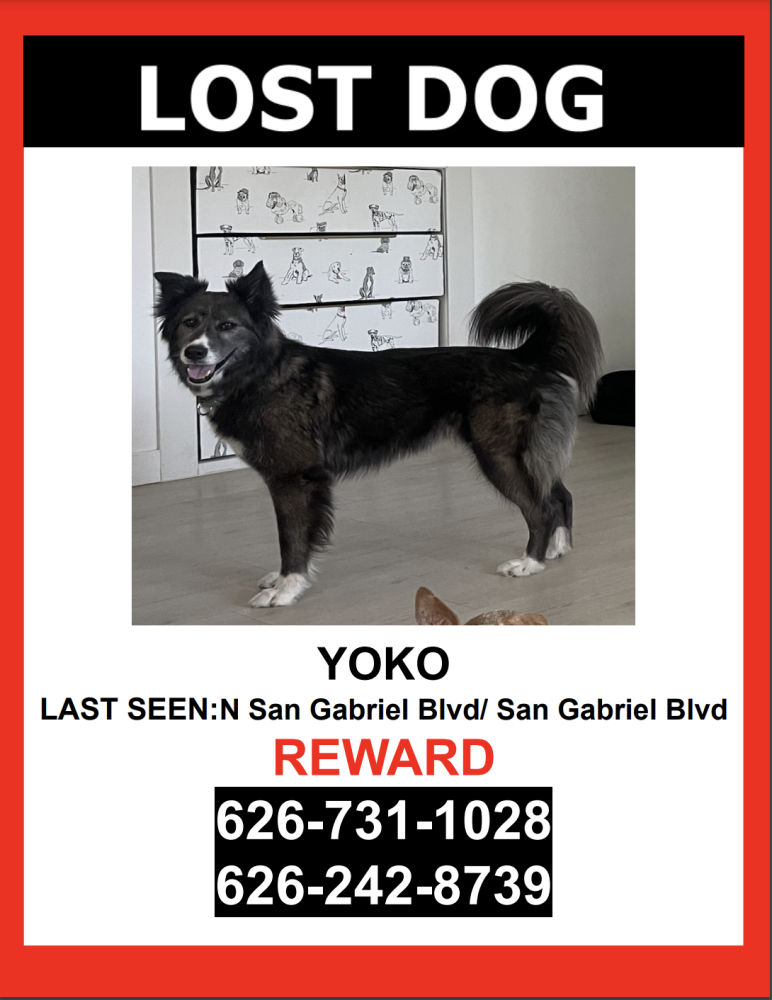 Image of Yoko, Lost Dog