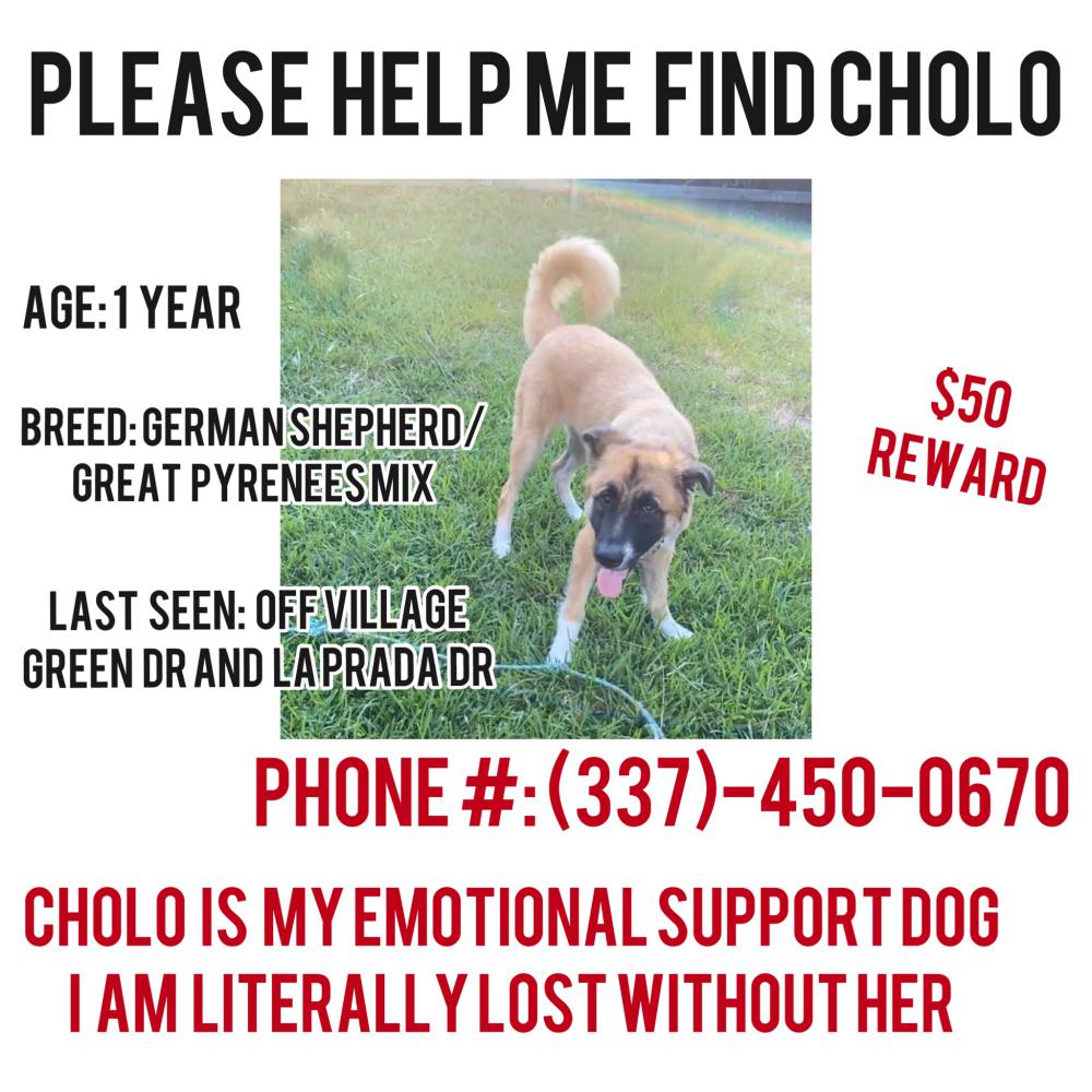 Image of cholo, Lost Dog