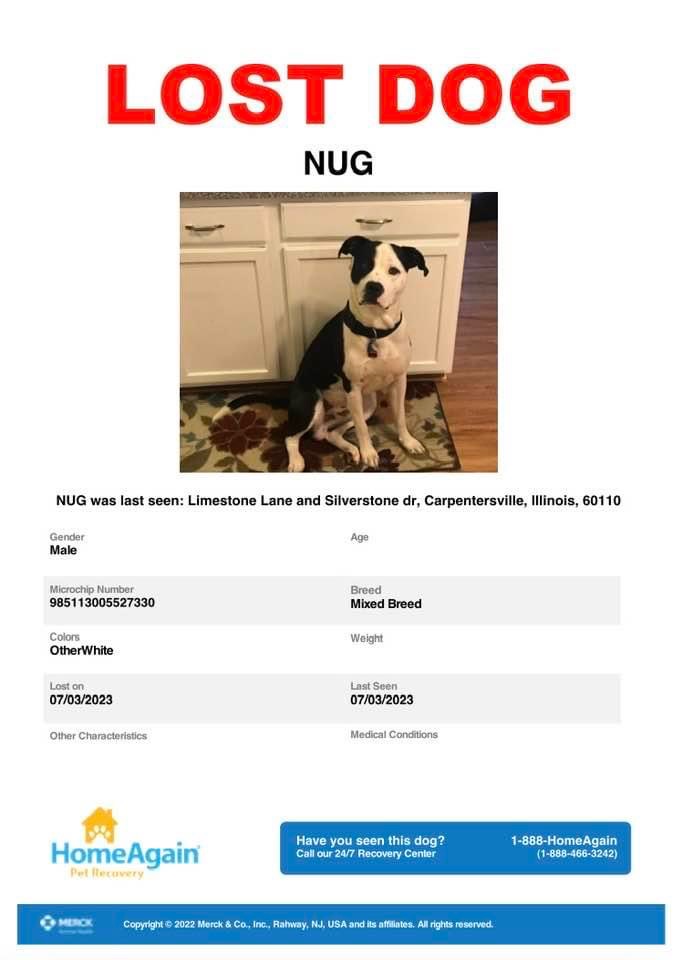 Image of Nug, Lost Dog