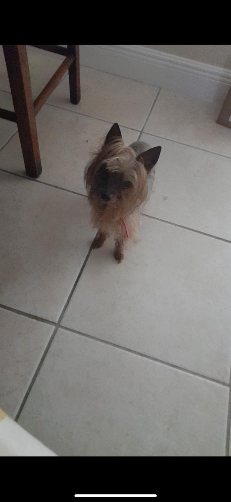 Image of Angie, Lost Dog