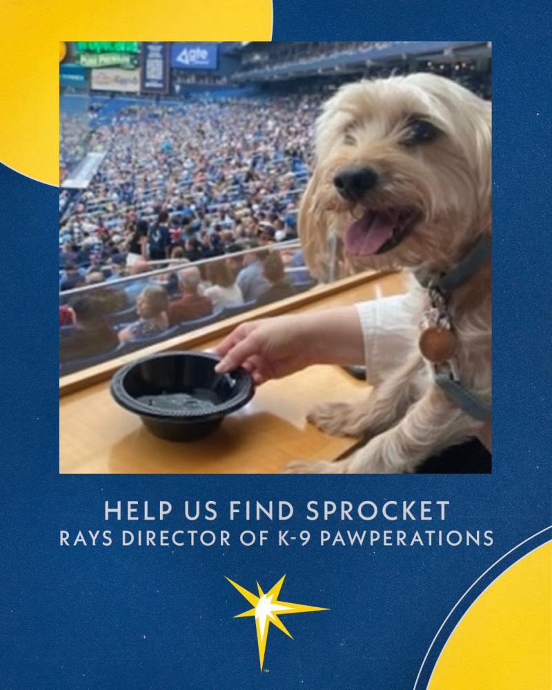Image of Sprocket, Lost Dog