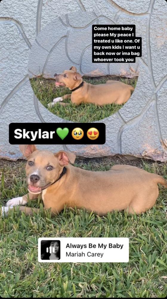 Image of Skylar, Lost Dog