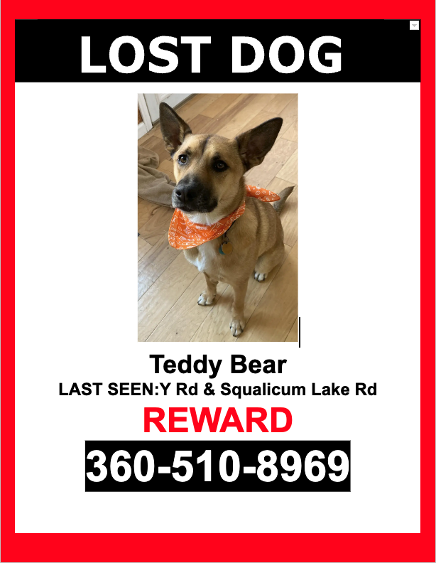 Image of Teddy Bear, Lost Dog