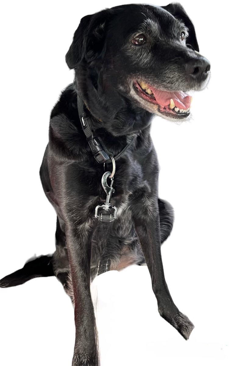 Image of Nala, Lost Dog