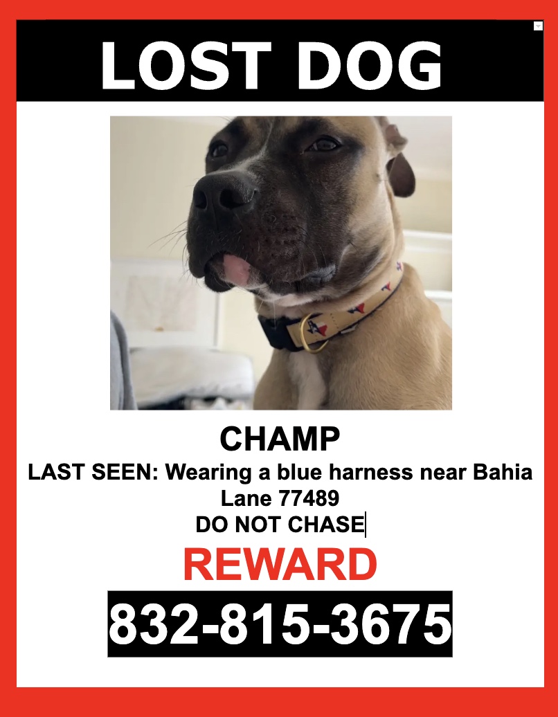 Image of CHAMP, Lost Dog