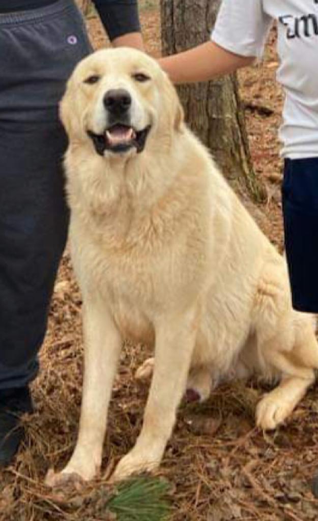Image of Chavo, Lost Dog
