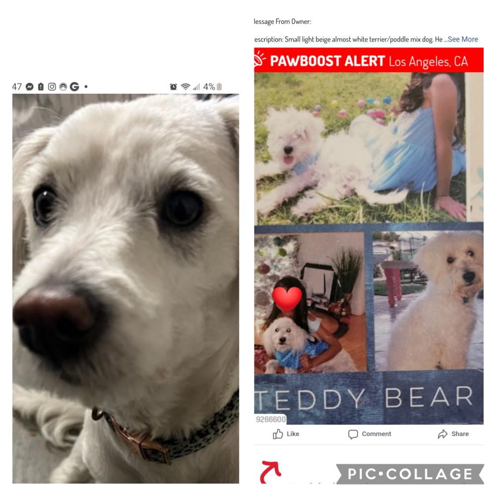 Image of Teddy Bear, Lost Dog