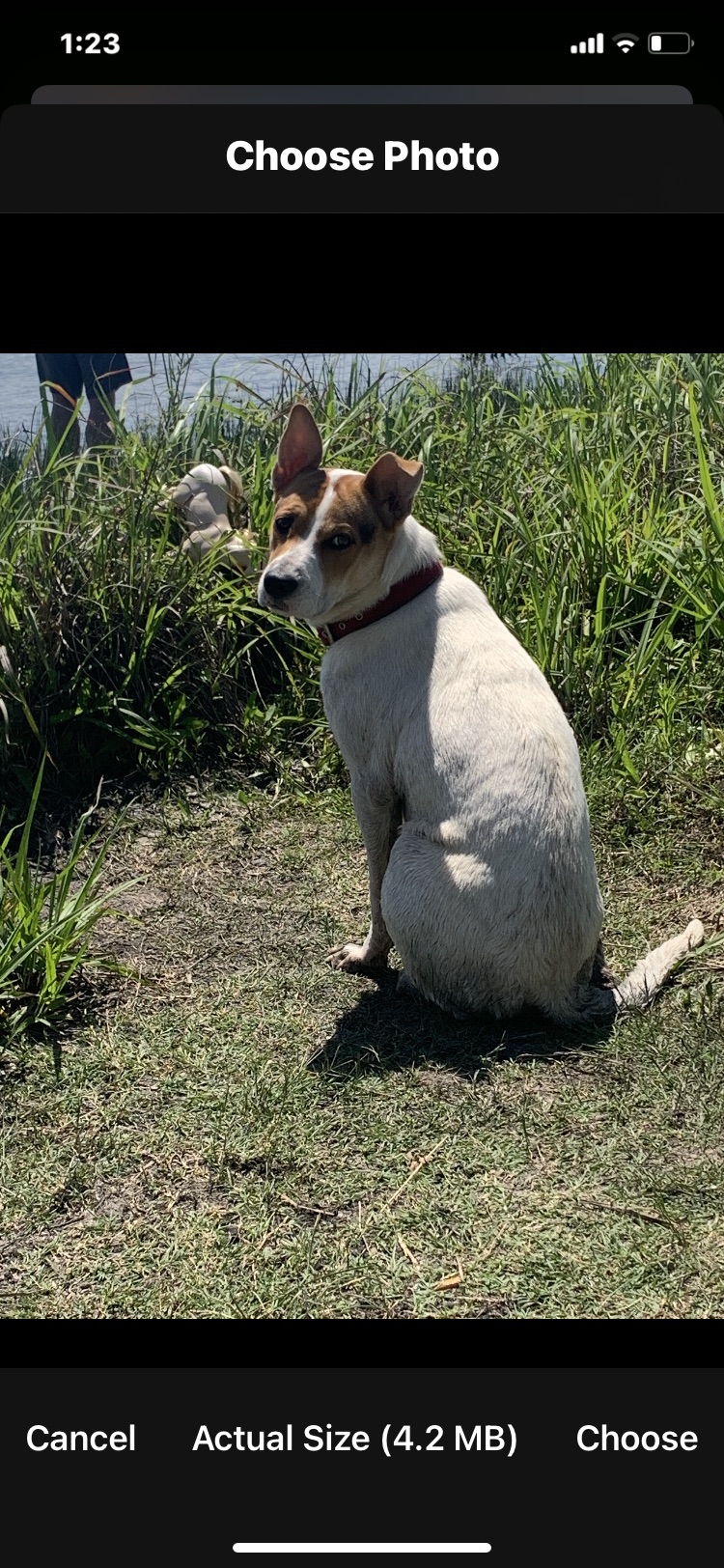 Image of Freckles, Lost Dog