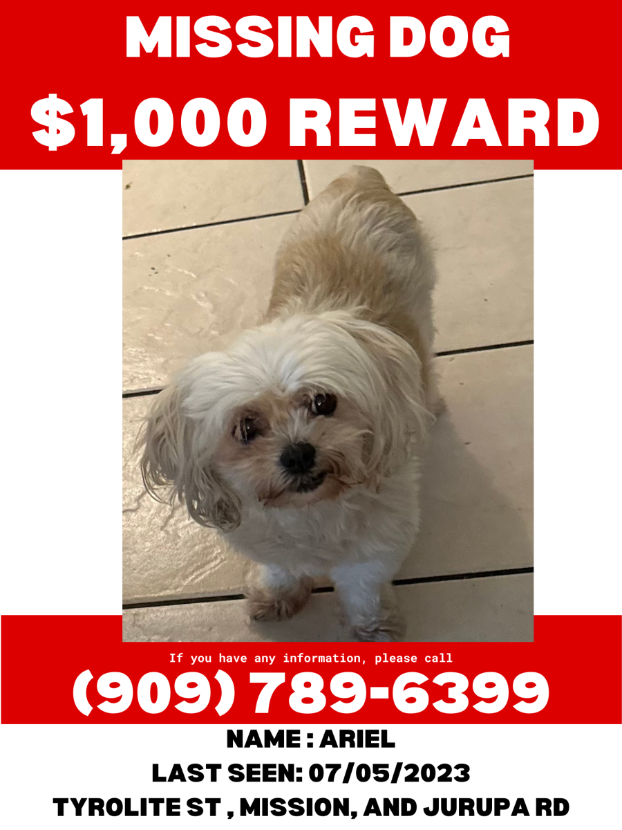 Image of Ariel, Lost Dog