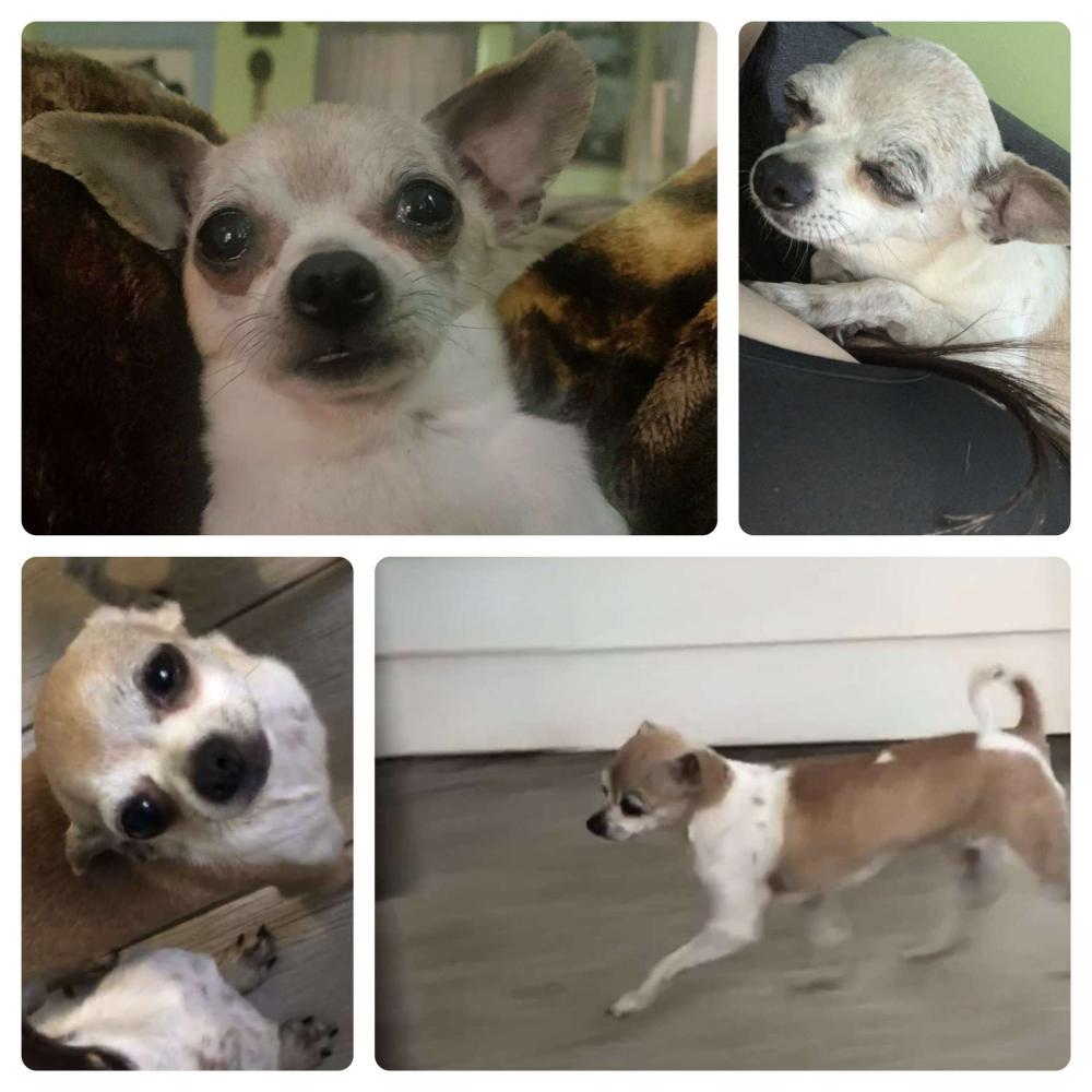 Image of Chiquis, Lost Dog
