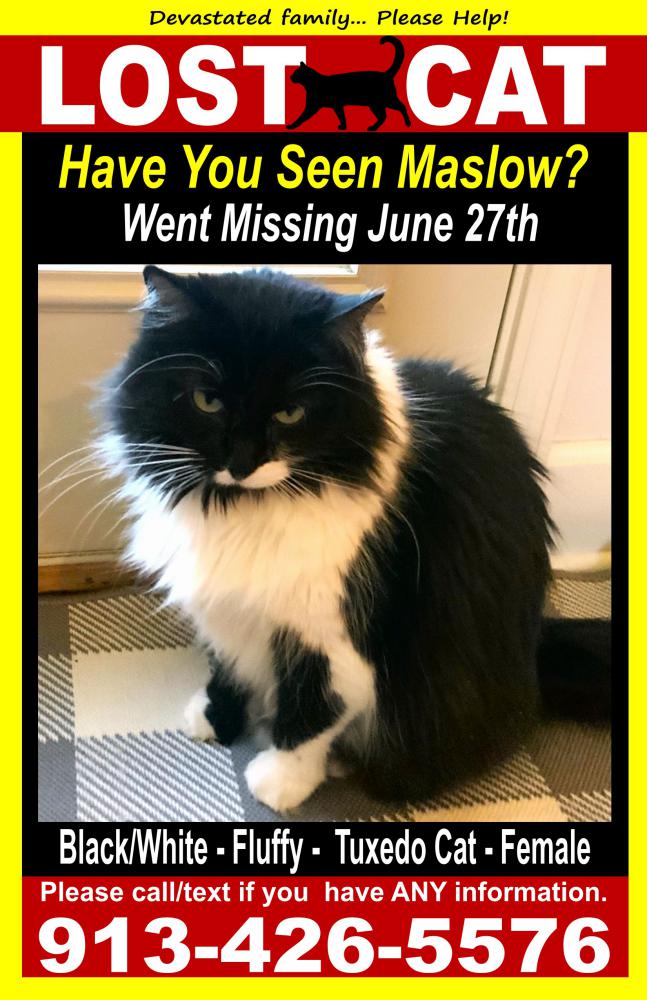 Image of Maslow, Lost Cat