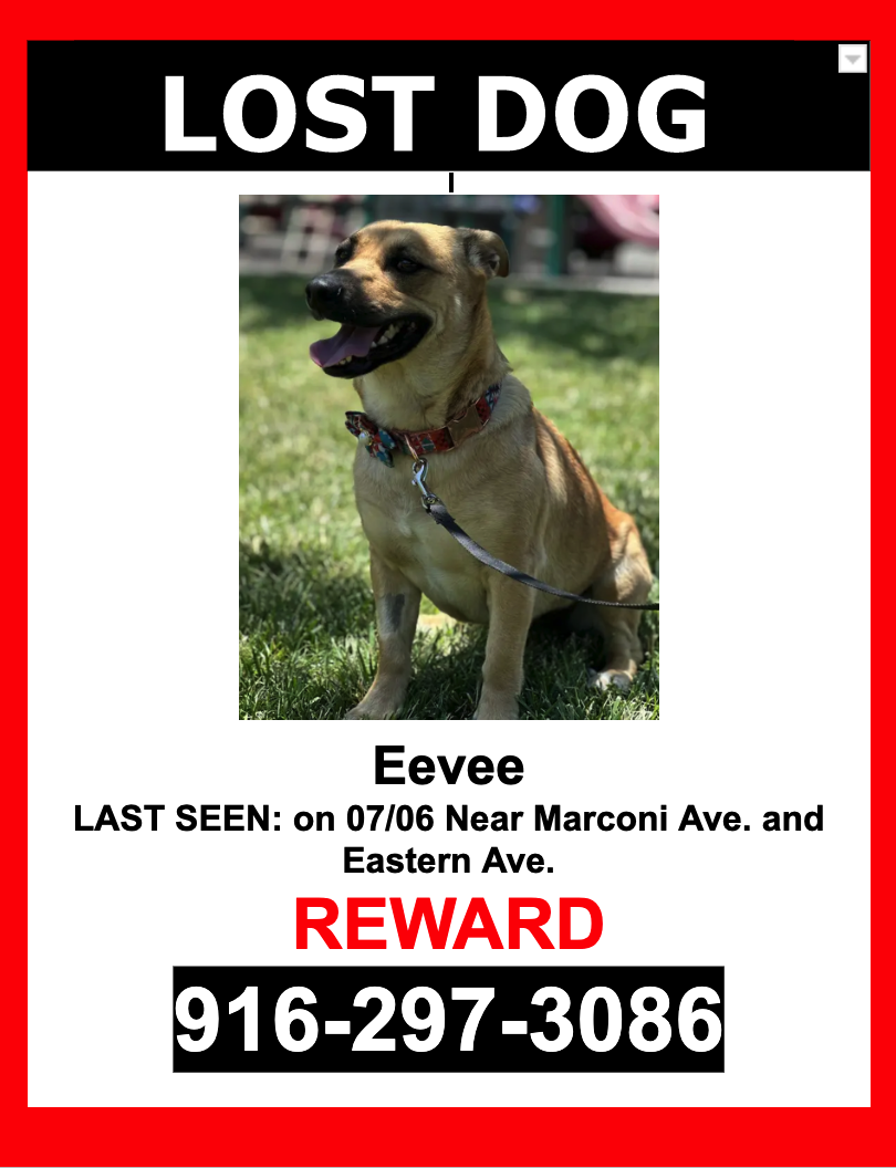 Image of Eevee, Lost Dog