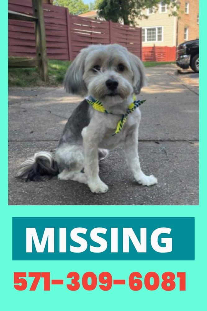 Image of bobby, Lost Dog