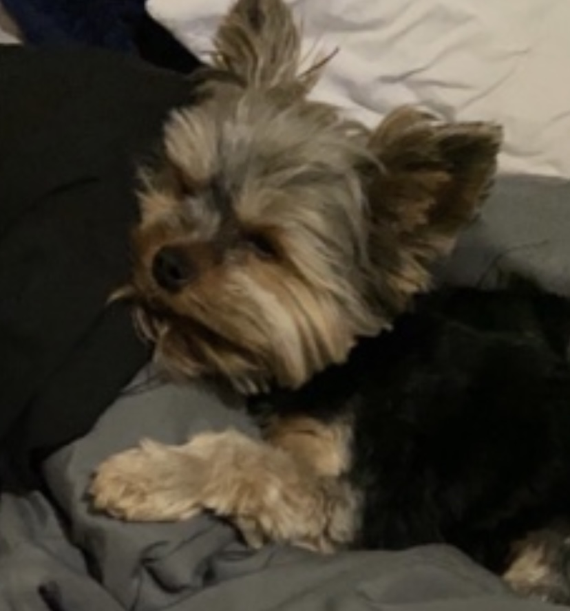Image of Avah, Lost Dog