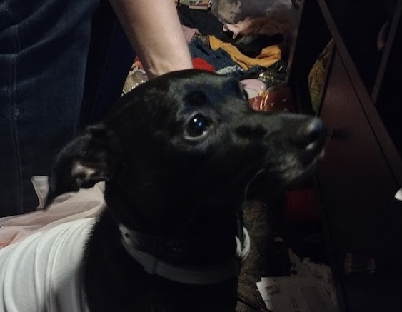 Image of Shadow, Lost Dog