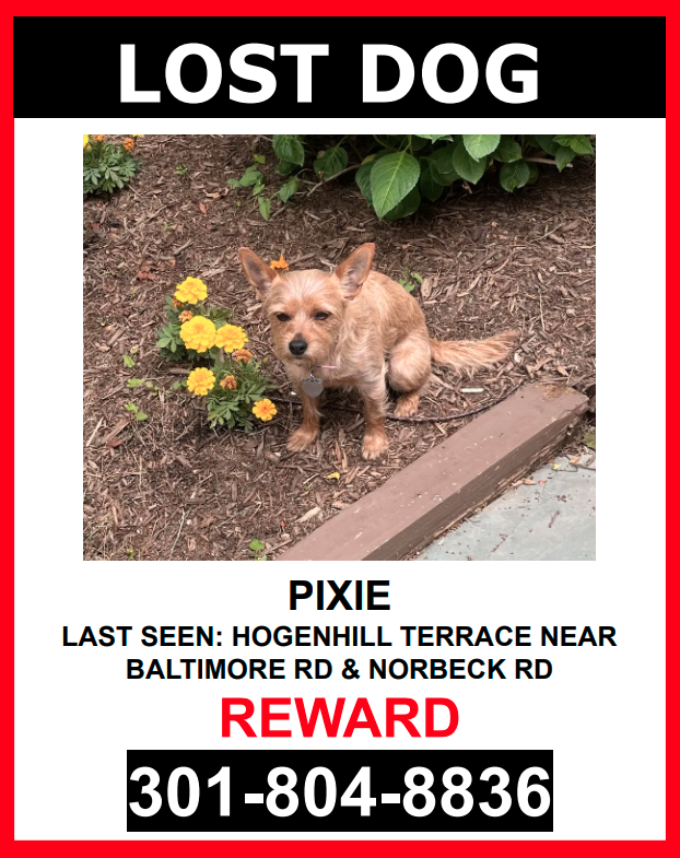 Image of PIXIE, Lost Dog