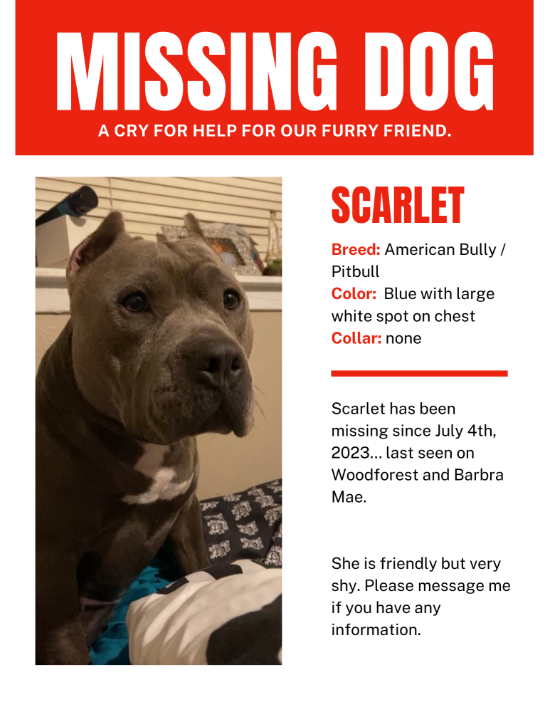 Image of Scarlet, Lost Dog