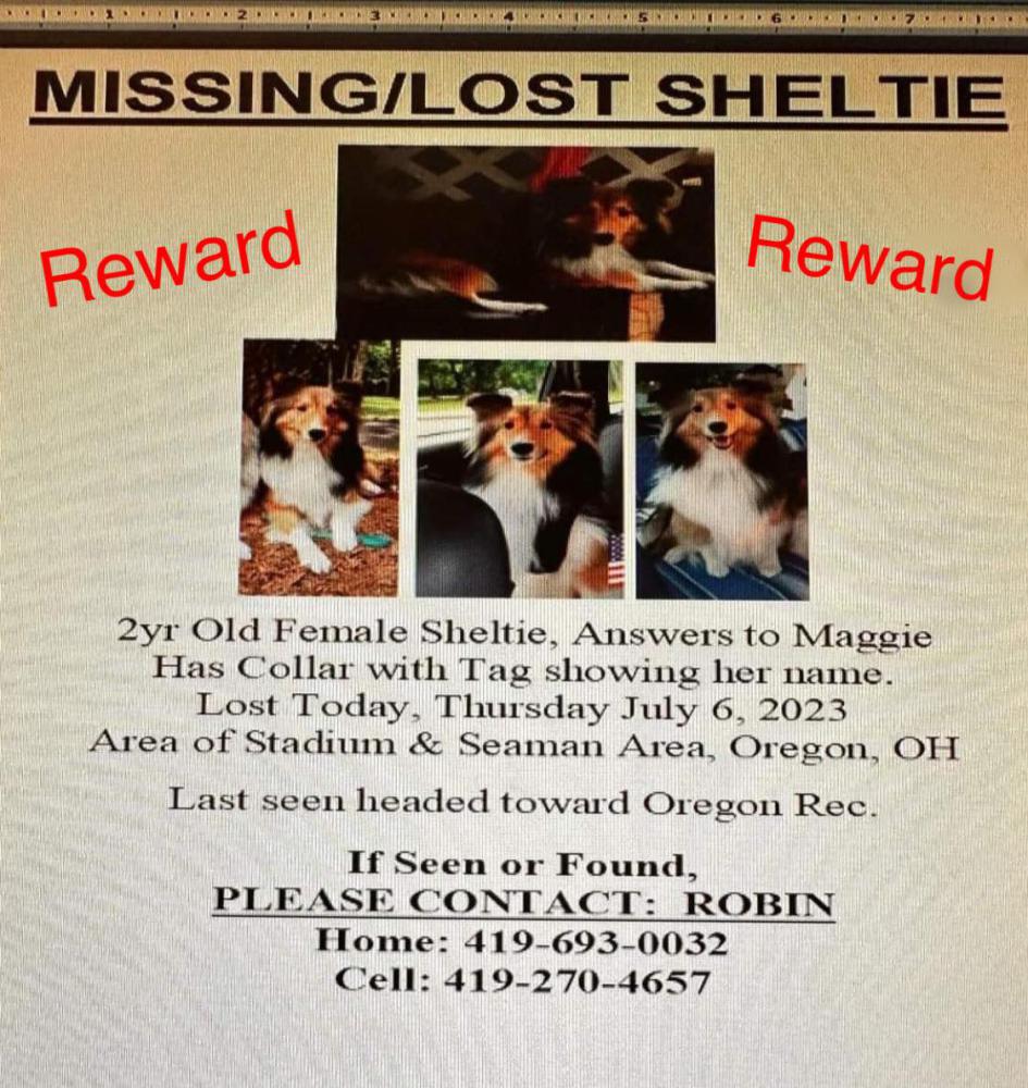 Image of Maggie Rose, Lost Dog