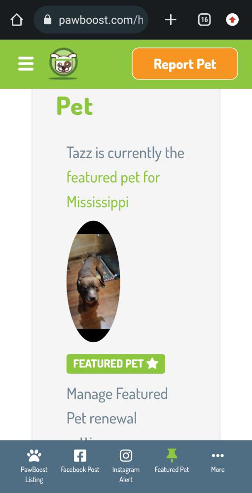Image of Tazz, Lost Dog