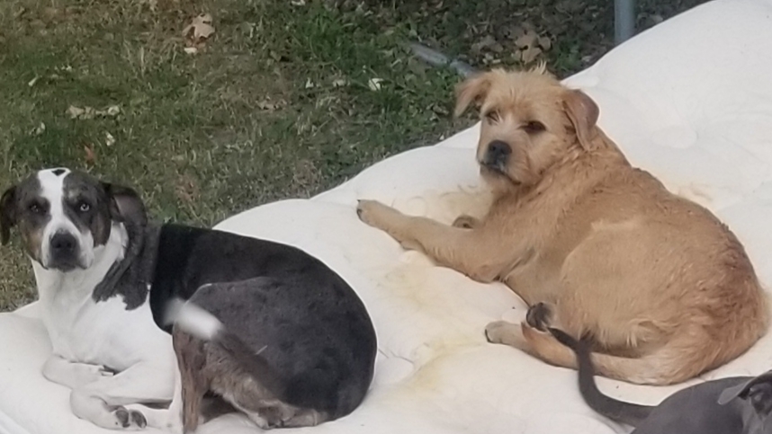 Image of Roxy and bess, Lost Dog