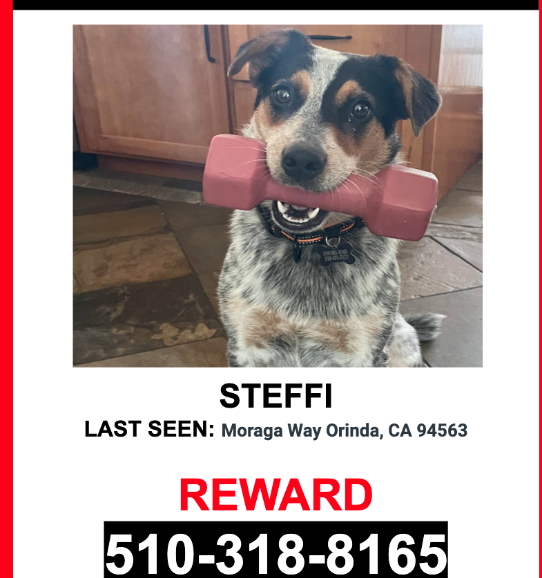 Image of Steffi, Lost Dog
