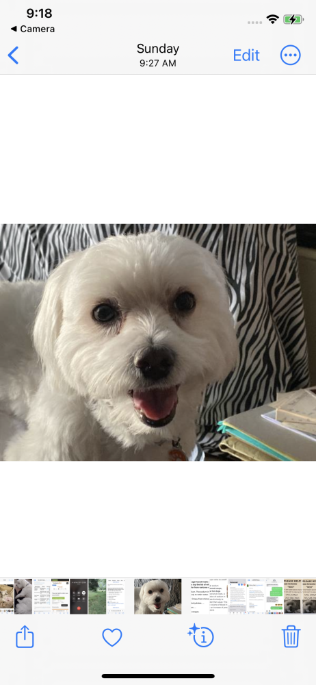 Image of BOO, Lost Dog