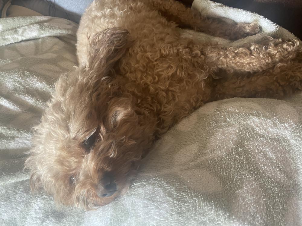 Image of Chaka (brown poodle), Lost Dog