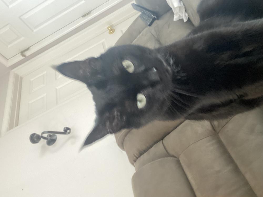 Image of Milo (black cat), Lost Cat