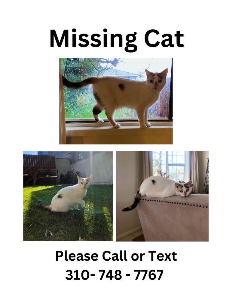 Image of Toast, Lost Cat