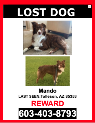 Image of Mando, Lost Dog