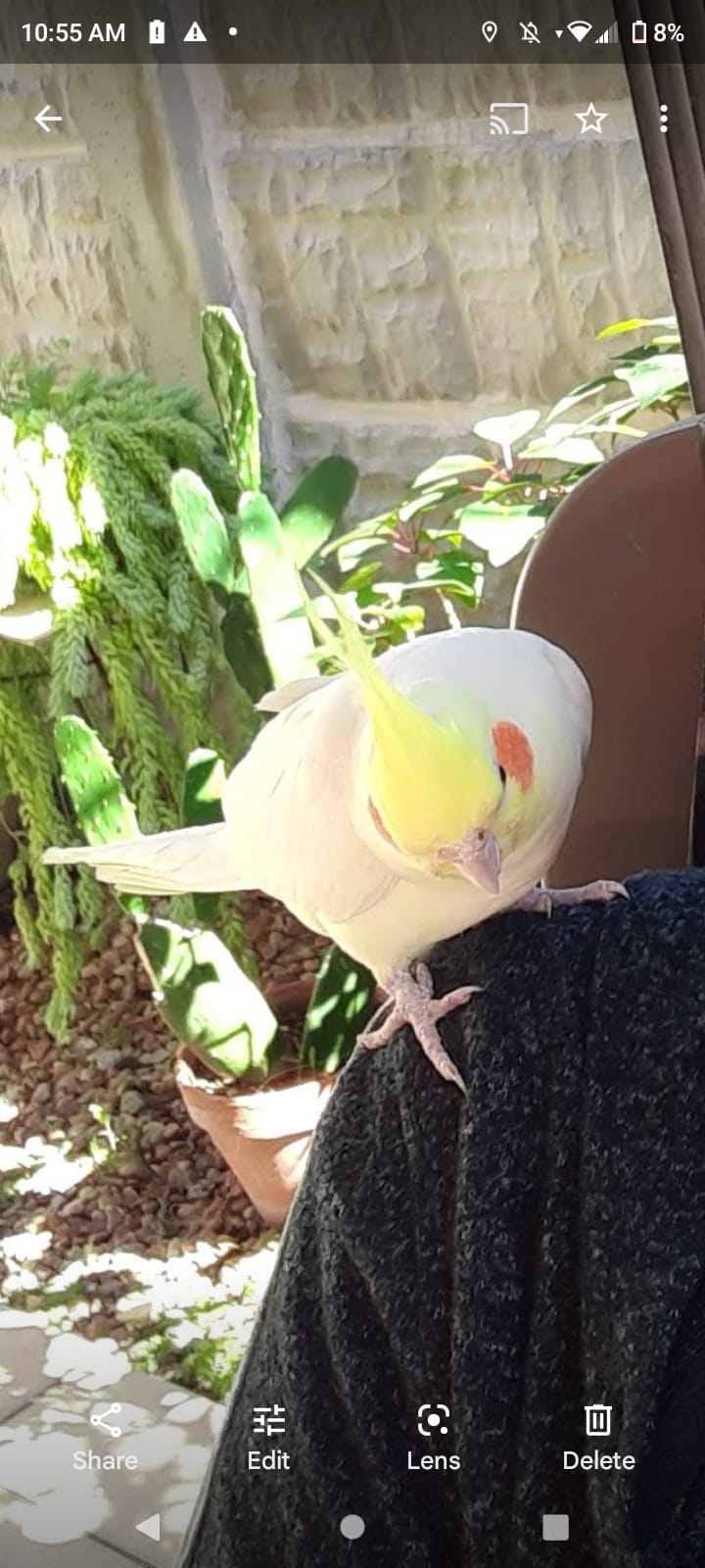 Image of Pinky, Lost Bird