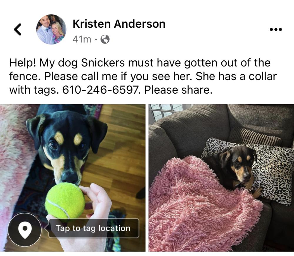 Image of Snickers, Lost Dog