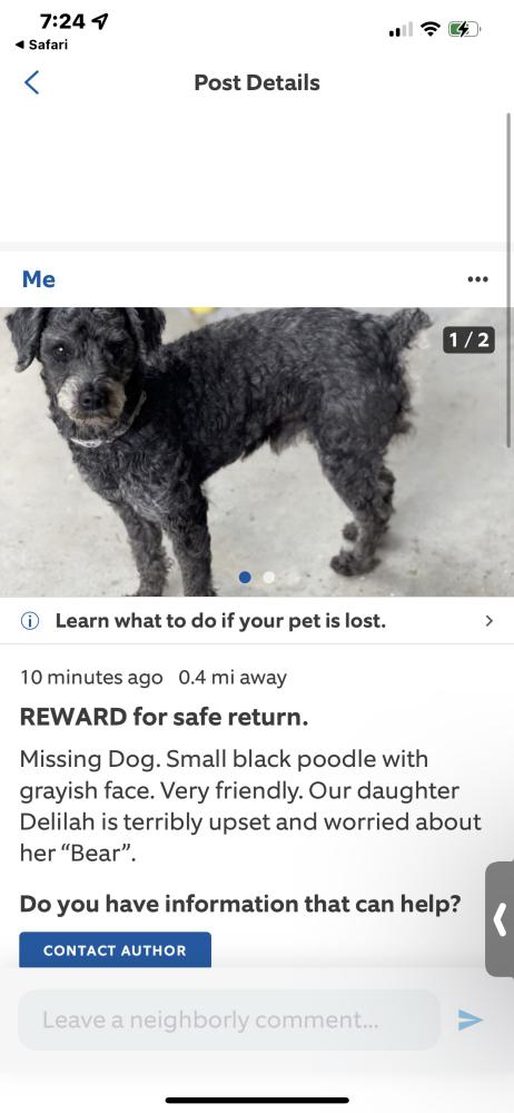 Image of Bear, Lost Dog