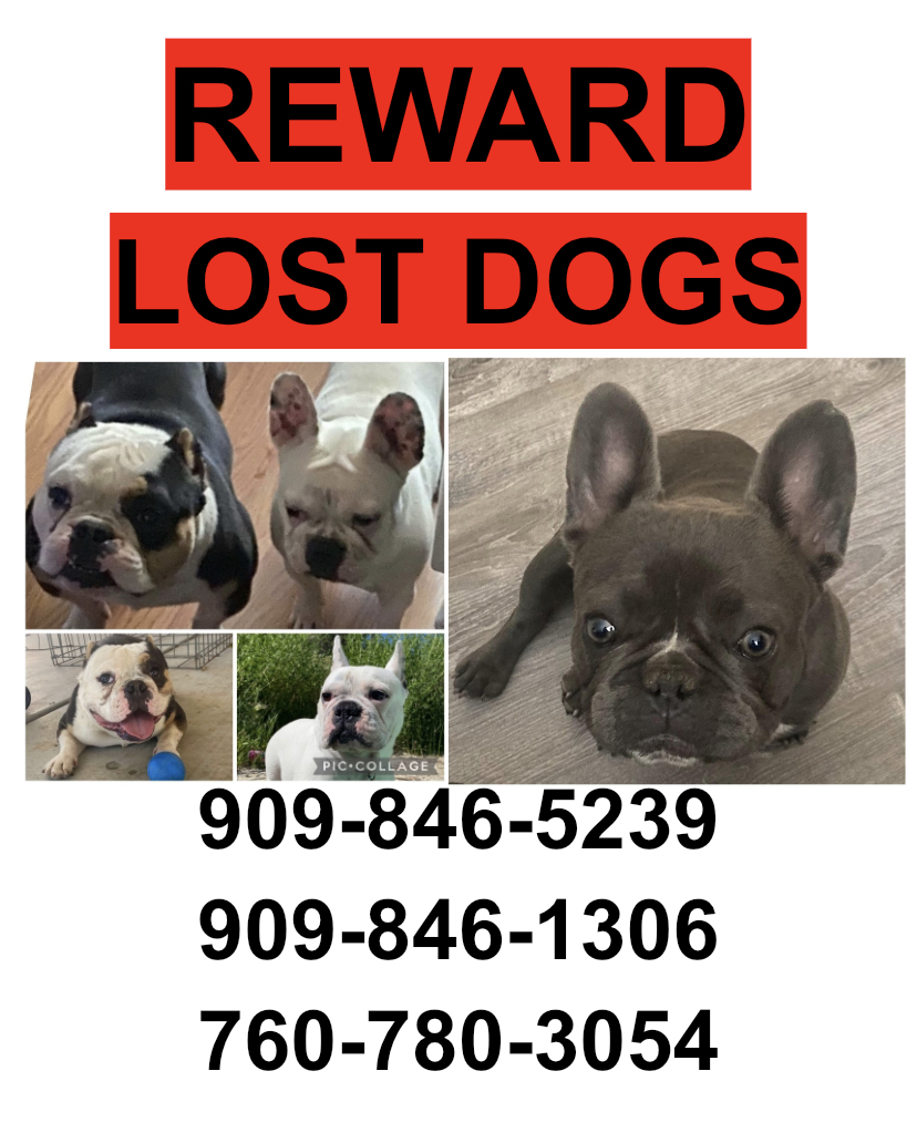 Image of 3 DOGS, Lost Dog