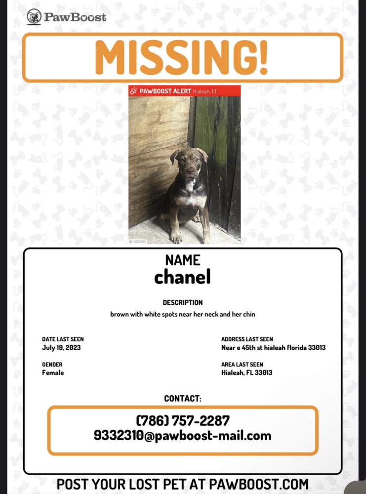 Image of chanel, Lost Dog