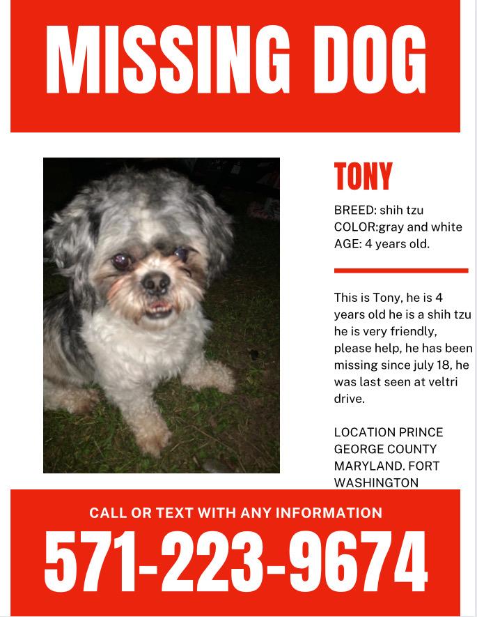 Image of Tony, Lost Dog
