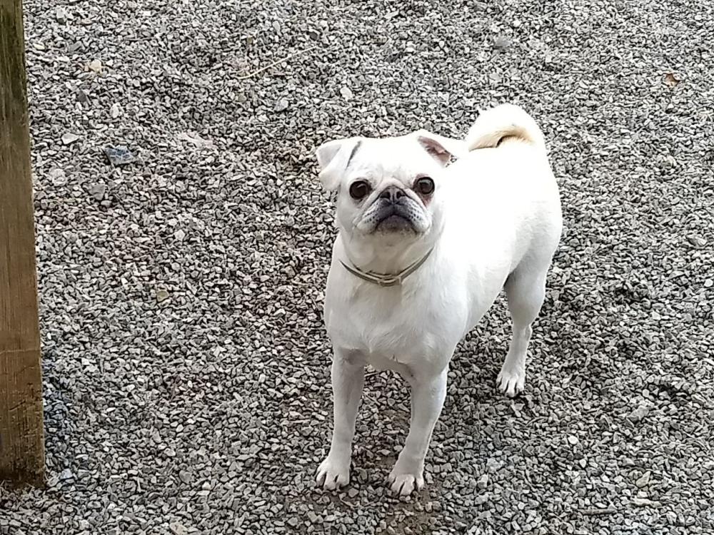 Image of Candy, Lost Dog