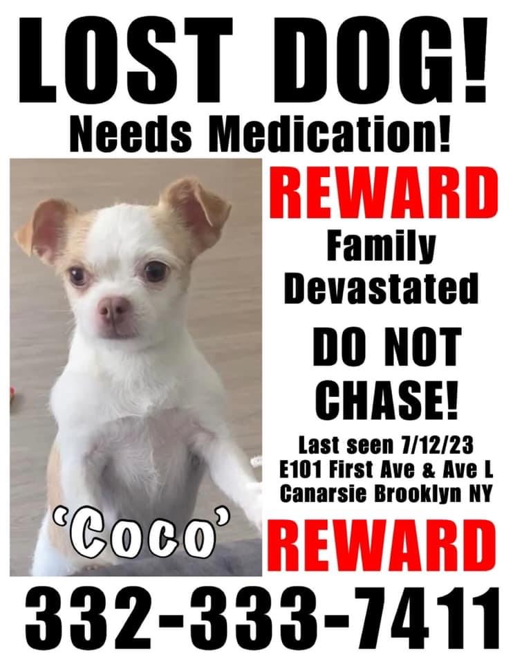 Image of coco, Lost Dog