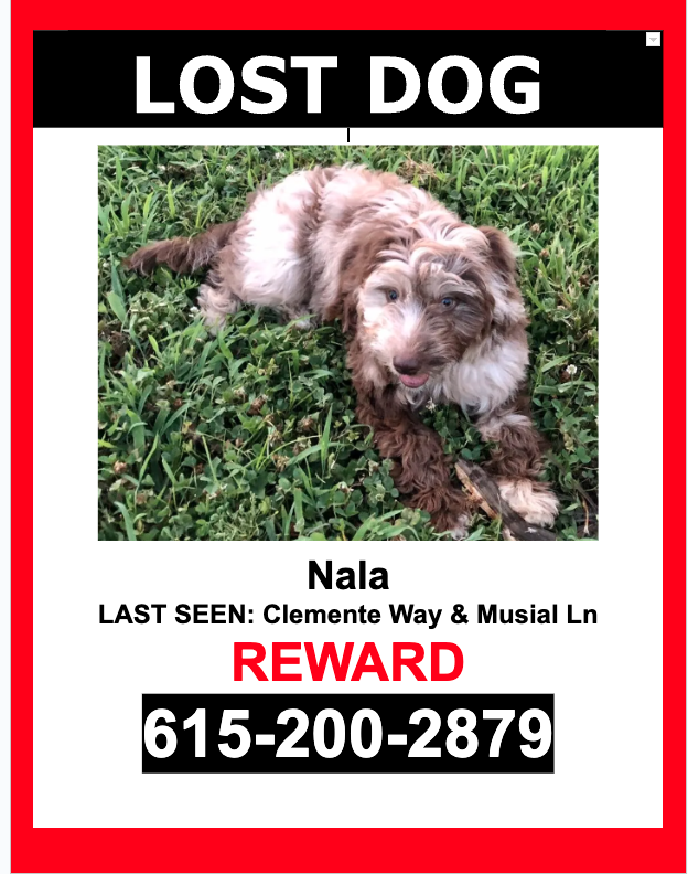 Image of Nala, Lost Dog