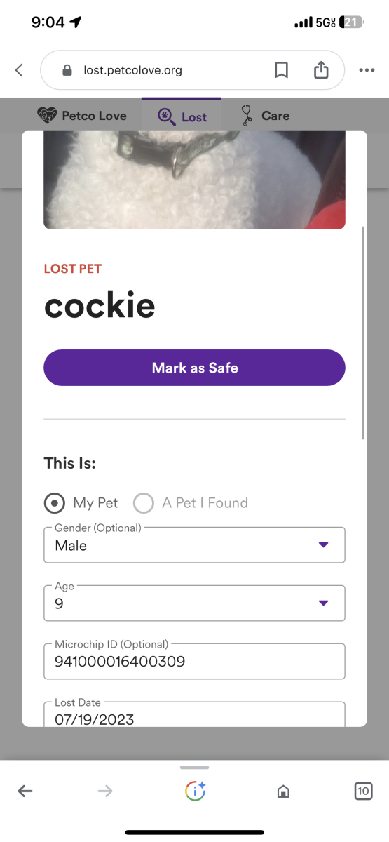 Image of cockie, Lost Dog