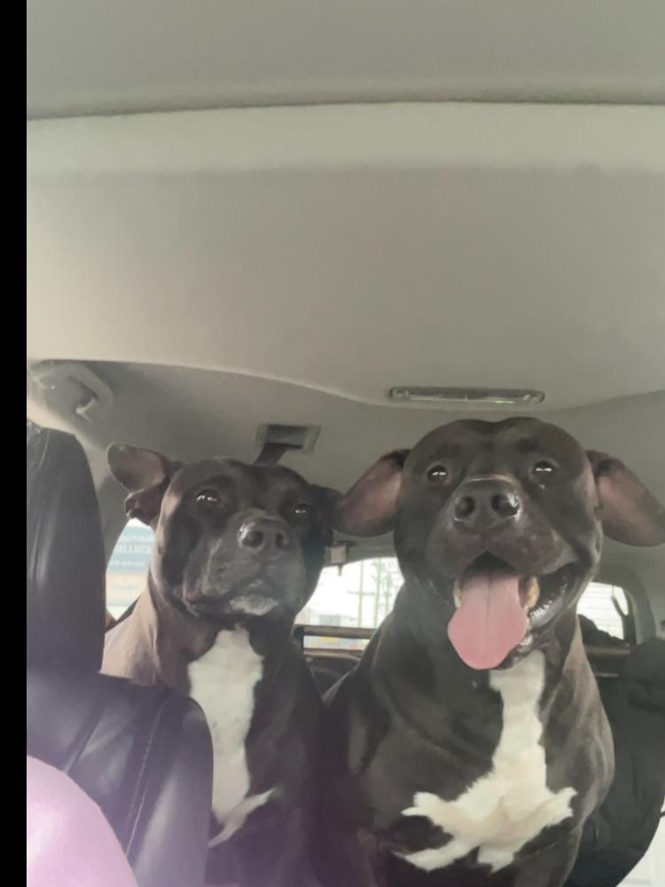 Image of Athena and drago, Lost Dog