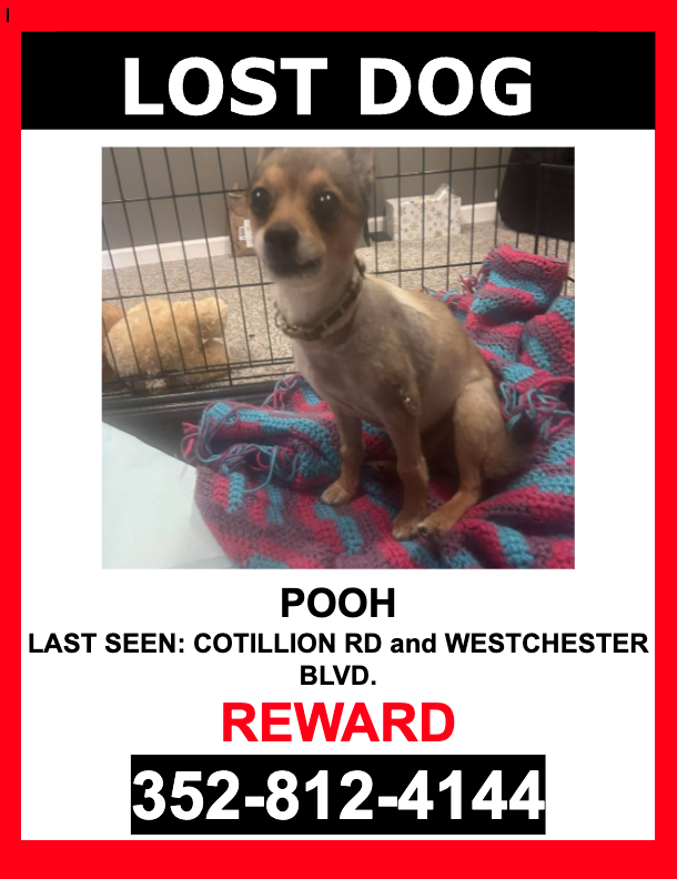 Image of POOH, Lost Dog