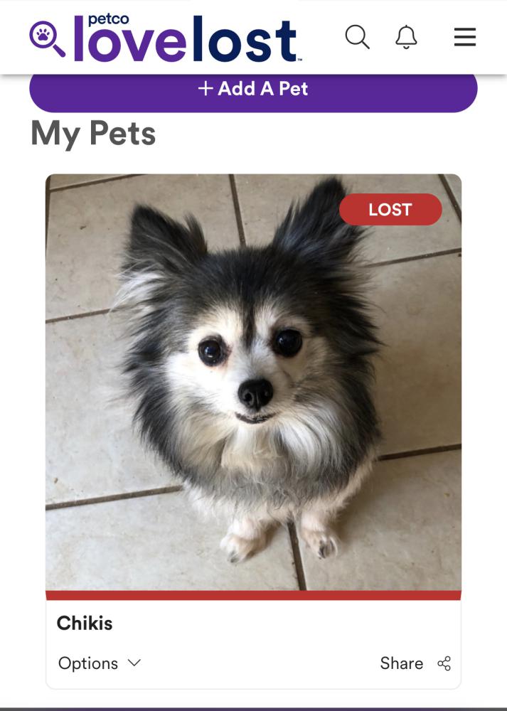Image of Chikis, Lost Dog